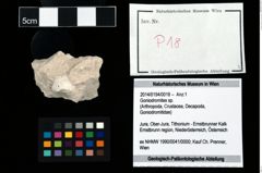 Foto (Objekt + Etikett) von Goniodromites sp.  (NHMW-GEO-2014-0194-0018)